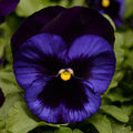 Pansy,  Matrix