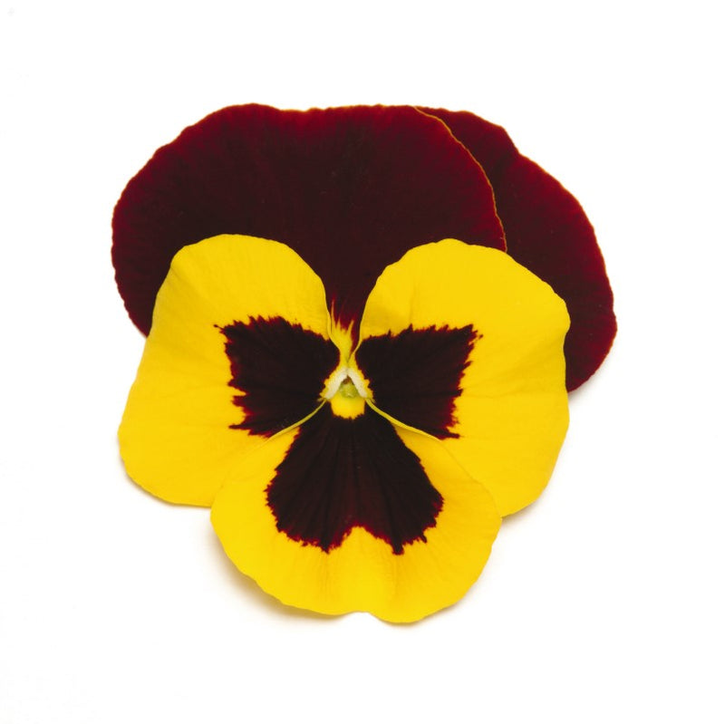 Pansy,  Matrix