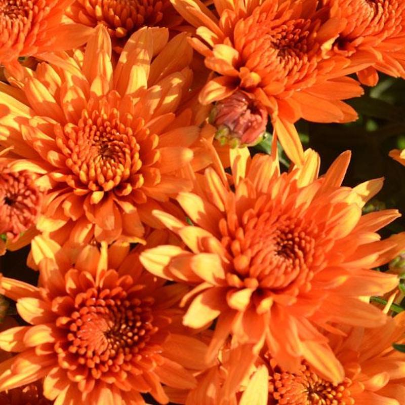Chrysanthemum, Orange