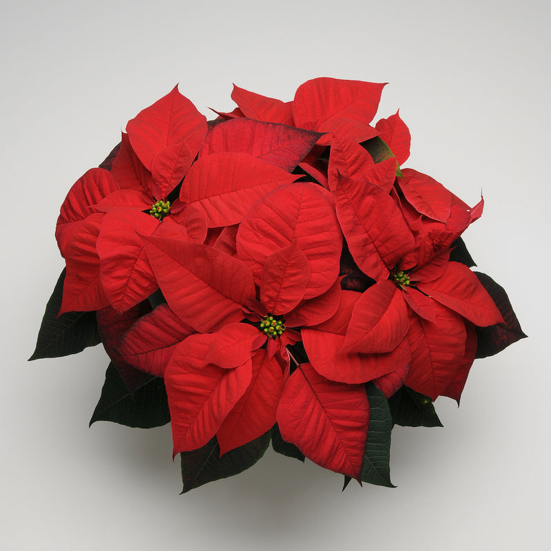 Poinsettia