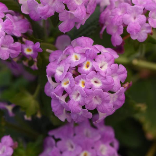 Lantana, Trailing