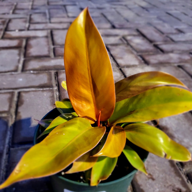 Philodendron, 'Prince of Orange'