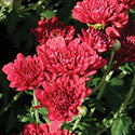 Chrysanthemum, Red