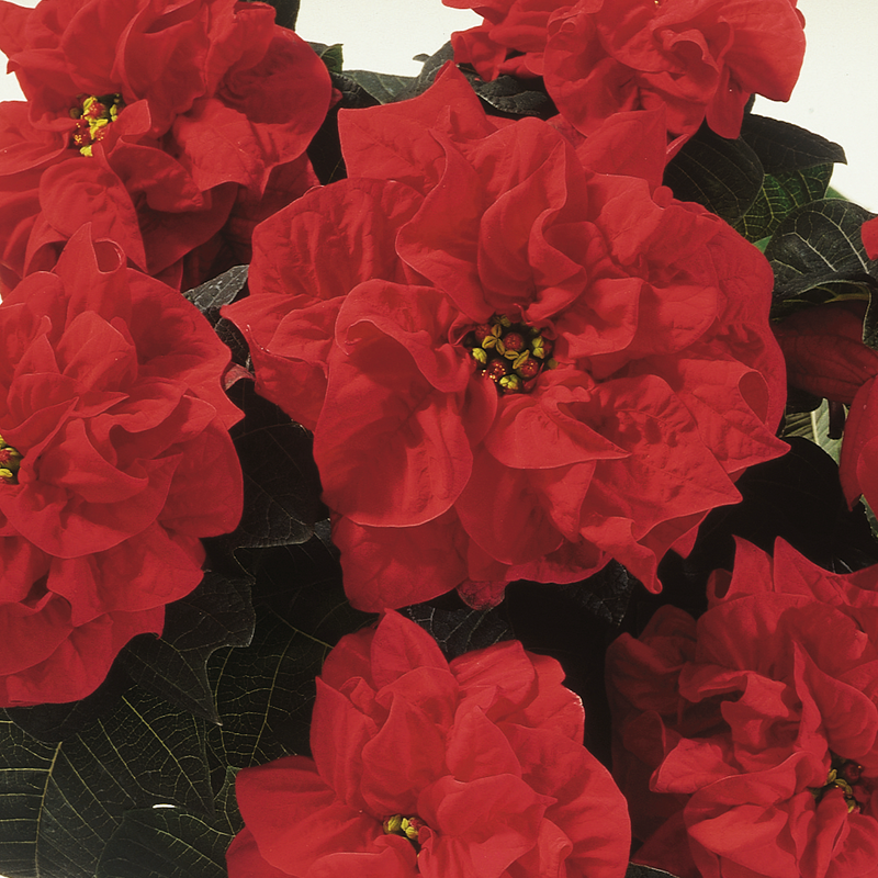 Poinsettia