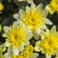 Chrysanthemum, Yellow