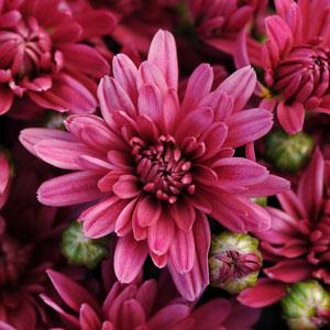 Chrysanthemum, Purple