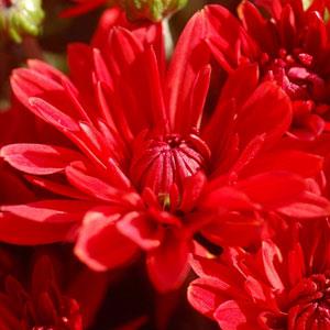 Chrysanthemum, Red