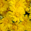 Chrysanthemum, Yellow