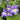 Streptocarpus Ladyslipper