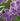 Streptocarpus Ladyslipper