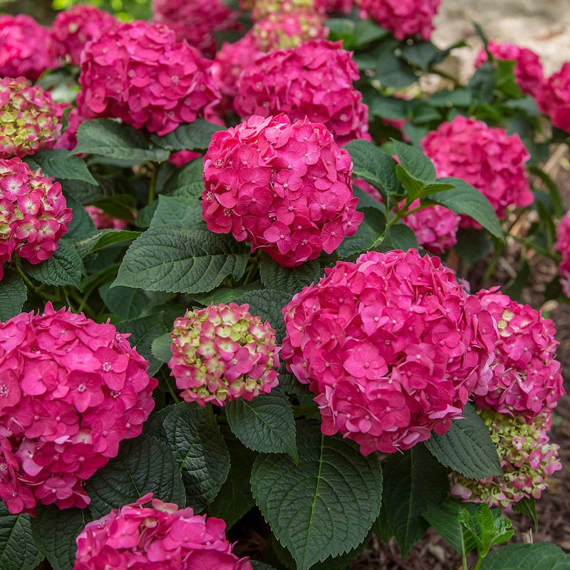 Hydrangea m. 'Summer Crush®'