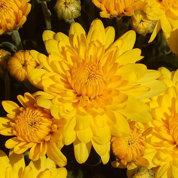 Chrysanthemum, Yellow