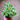 Swedish Ivy, Variegated