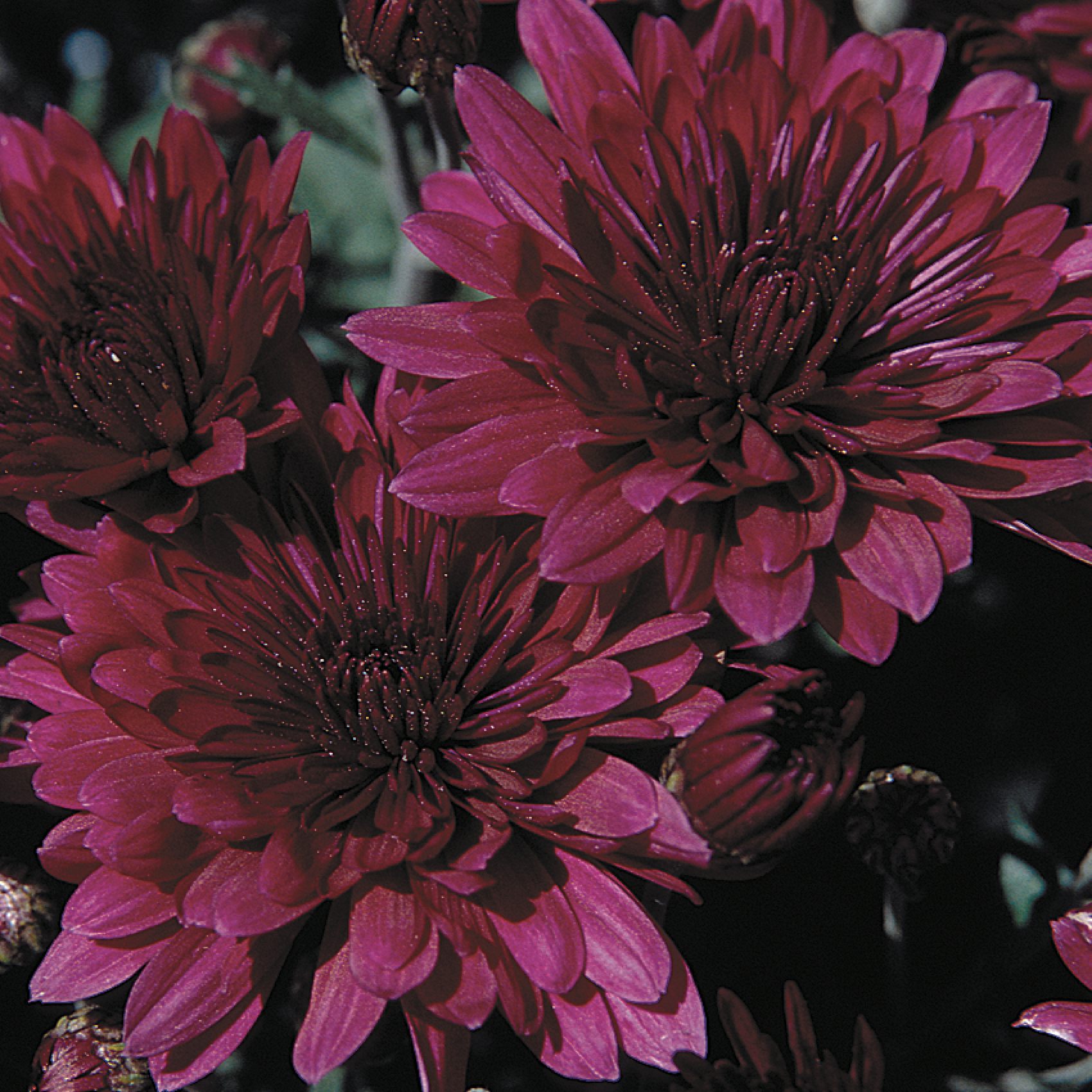 Chrysanthemum Purple Joe Cappel s Garden Center chrysanthemum-purple-joe-cappel-s-garden-center