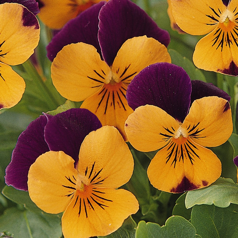 Pansy, Viola Sorbet