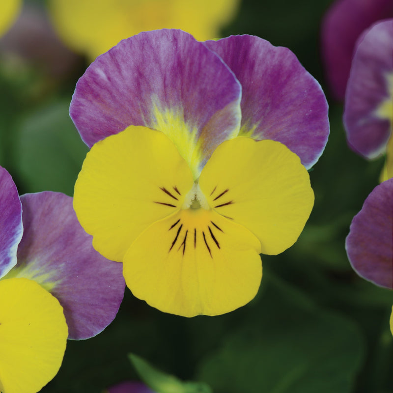 Pansy, Viola Sorbet