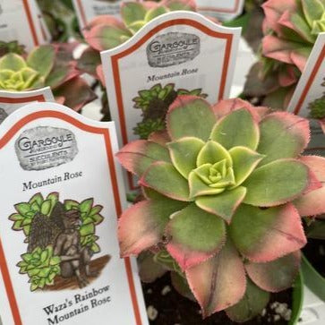 Aeonium Waza’s Rainbow Mountain Rose