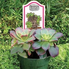Aeonium Waza’s Rainbow Mountain Rose