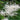 Aruncus dioicus