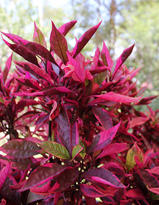 Alternanthera