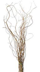 Curly Willow Branch Bundle