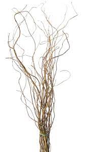 Natural curly willow branches – D Garden Floratique