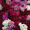 Dianthus, Annual