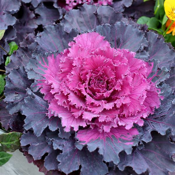 Ornamental Kale