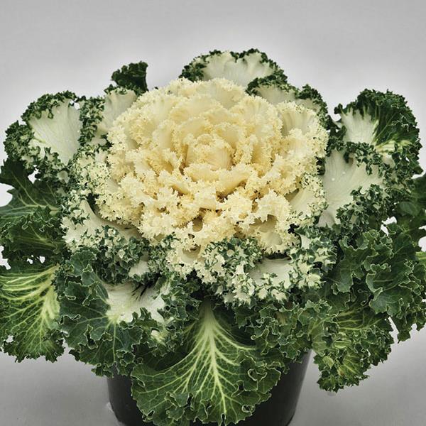 Ornamental Kale