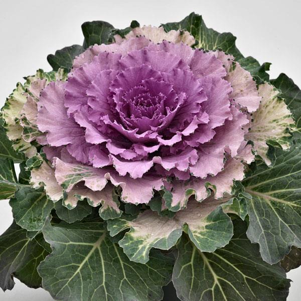 Ornamental Kale