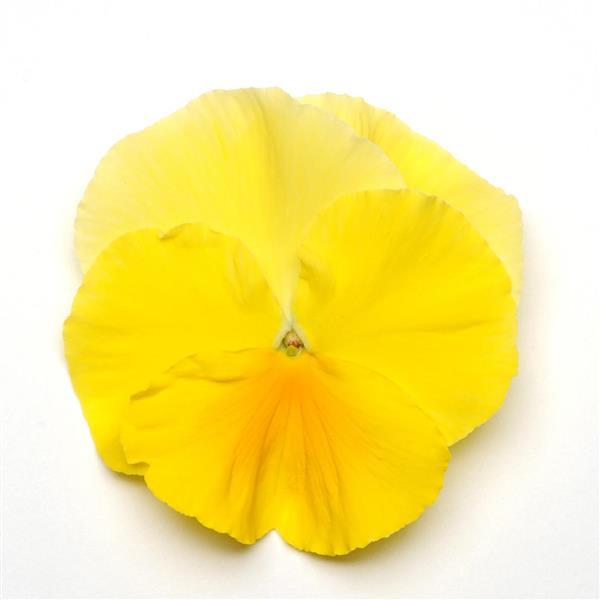 Pansy,  Matrix