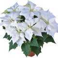 Poinsettia