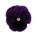 Pansy,  Matrix