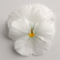 Pansy,  Matrix