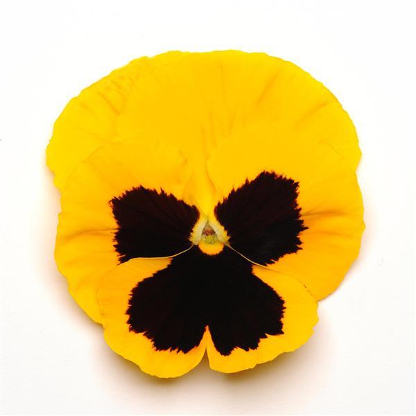 Pansy,  Matrix