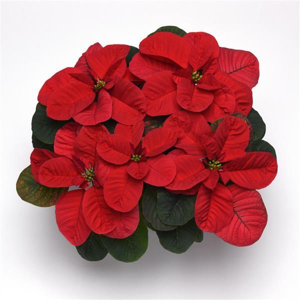 Poinsettia