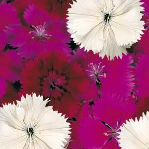 Dianthus, Annual