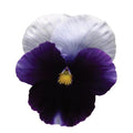 Pansy,  Matrix
