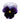 Pansy,  Matrix