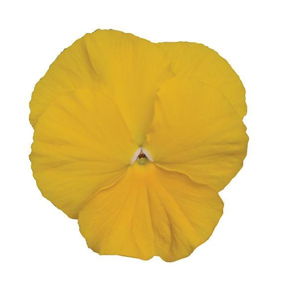 Pansy,  Matrix