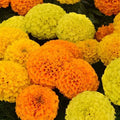 Marigold, African
