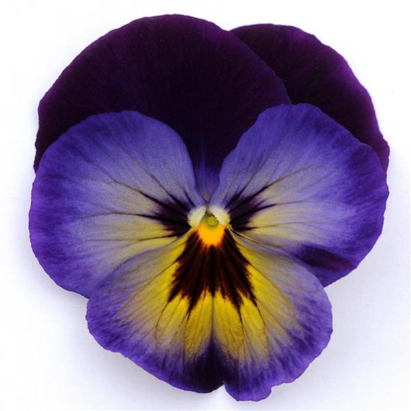 Pansy,  Matrix