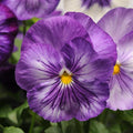 Pansy,  Matrix