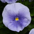 Pansy,  Matrix