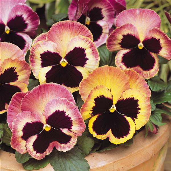 Pansy,  Matrix