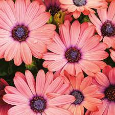 Osteospermum 'African Daisy' Annual