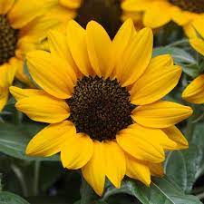 Sunflower 'Miss Sunshine'