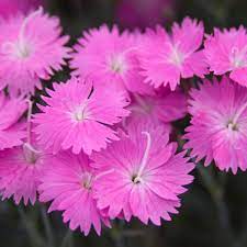 Dianthus g. 'Firewitch'