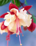 Fuchsia Annual
