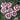 Dianthus 'Raspberry Swirl'